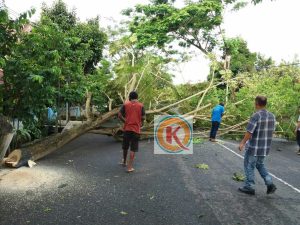 Pohon tumbang di Jalan Teuku Umar, Kelurahan Matali