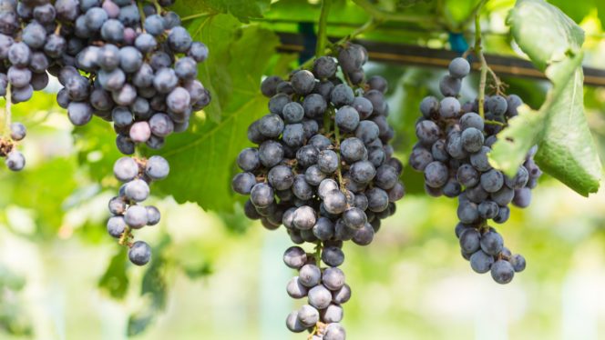 
 Simak! Ternyata Ini 5 Manfaat Kesehatan Jika Rutin Konsumsi Anggur Hitam