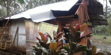 Pohon Tumbang Hantam Pemukiman Warga