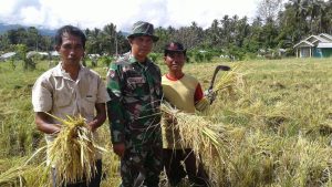 Panasnya Matahari Tidak Menghalangi Babinsa Dalam Mendapingi Petani.
