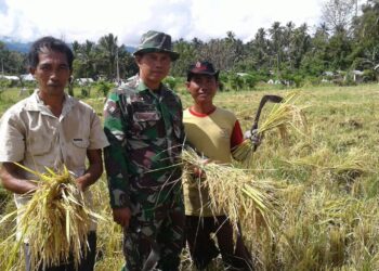 Kodim 1303 Bolmong Beri Pendampingan Kelompok Tani