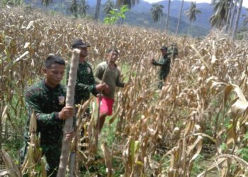 Babinsa 11/LOLAK Pantau Lahan Korem