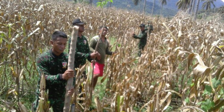 Babinsa 11/LOLAK Pantau Lahan Korem