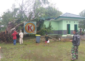 Beringin Tumbang Hantam Markas Kipan