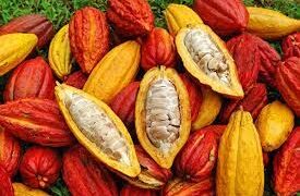 Selain Beras, Bolmong jadikan Cacao Unggulan