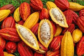 Cacao