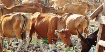 Ratusan Ekor Sapi Berhasil Dienseminasi Buatan