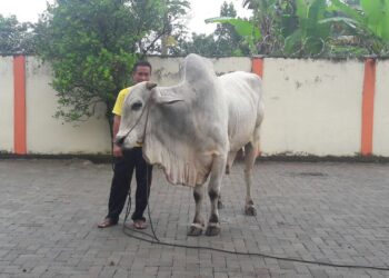 Sapi Terberat di Sulut Ada di Pobundayan, Cocok untuk Kurban
