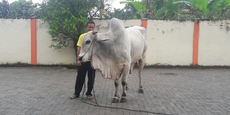 Sapi Terberat di Sulut Ada di Pobundayan, Cocok untuk Kurban