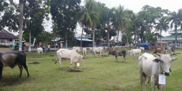 301 Hewan Kurban Tercatat di PHBI Kotamobagu, Khusus Motoboi Kecil 25 Ekor Sapi