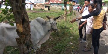 Jelang Idul Adha, Harga Sapi di Kotamobagu Tembus Rp30 Juta