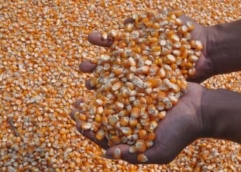 Petani di Lolayan Tolak Bantuan Bibit Berulat dan Busuk dari Provinsi