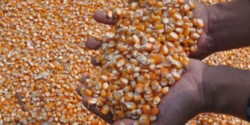 Petani di Lolayan Tolak Bantuan Bibit Berulat dan Busuk dari Provinsi