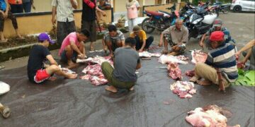 KPP Pratama Kotamobagu Berkuban Tiga Ekor Sapi