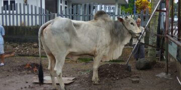 Presiden Jokowi Kirim Sapi Seberat 1,5 Ton ke Kotamobagu