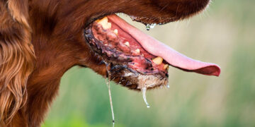 109 Warga Bolmong Digigit Anjing