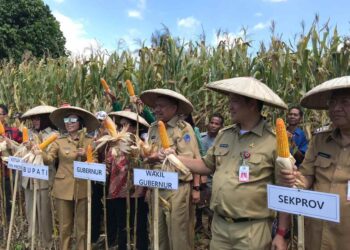 Bupati Yasti Dampingi Gubernur dan Wakil Gubernur Sulut Panen Jagung dan Padi di Kopandakan 2
