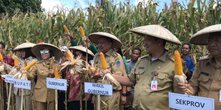 Bupati Yasti Dampingi Gubernur dan Wakil Gubernur Sulut Panen Jagung dan Padi di Kopandakan 2