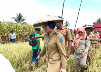 Bupati Yasti Dampingi Gubernur dan Wakil Gubernur Sulut Panen Jagung dan Padi di Kopandakan 2