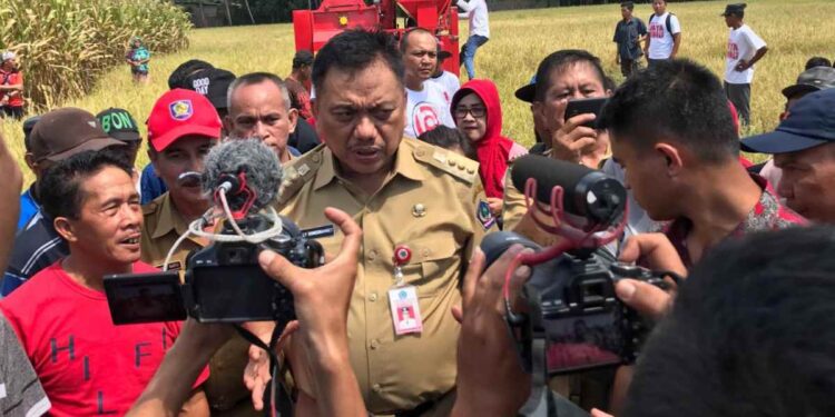 Bupati Yasti Dampingi Gubernur dan Wakil Gubernur Sulut Panen Jagung dan Padi di Kopandakan 2