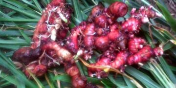 Jahe Merah Rp80 Ribu Per Kilogram, Harga Bapok Masih Normal, Persediaan Hingga Lebaran Aman