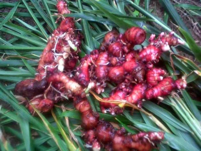 
 Jahe Merah Rp80 Ribu Per Kilogram, Harga Bapok Masih Normal, Persediaan Hingga Lebaran Aman