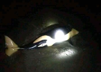 Dosen Unsrat: Paus Orca Terdampar di Pesisir Pantai Inobonto, Baru Pertama Kali Terjadi di Sulut