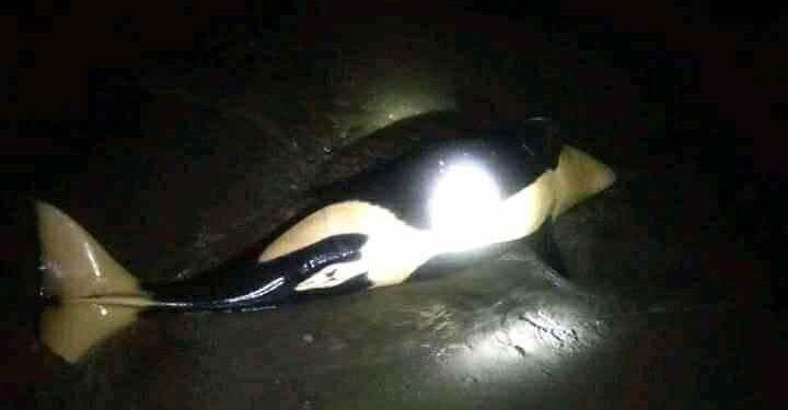 Dosen Unsrat: Paus Orca Terdampar di Pesisir Pantai Inobonto, Baru Pertama Kali Terjadi di Sulut