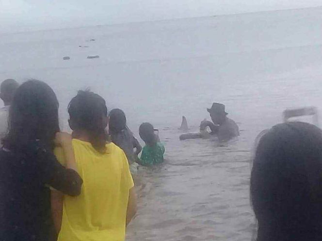 
Petanda Apa Ya? Lumba-lumba Terdampar di Laut Inobonto Enggan Kembali ke Habitatnya