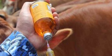 DPKP Bolsel Vaksin Hewan Ternak Tiap Bulan