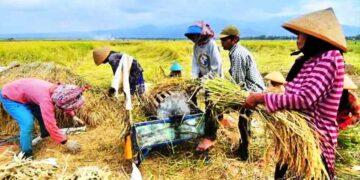 Produksi Pertanian di Bolsel Tetap Stabil Meski Ditengah Pandemi Covid-19