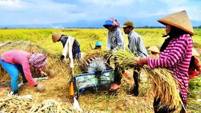 
Produksi Pertanian di Bolsel Tetap Stabil Meski Ditengah Pandemi Covid-19