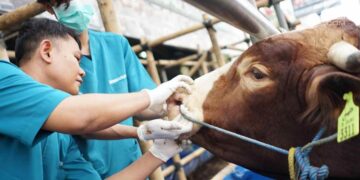 Hewan Kurban Idul Adha Wajib Sehat dan Bersih, DPKP Bolsel akan Lakukan Pemeriksaan