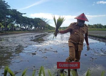 Bupati Yasti Dampingi Gubernur Sulut Serahkan Bantuan, Panen Jagung dan Tanam Padi