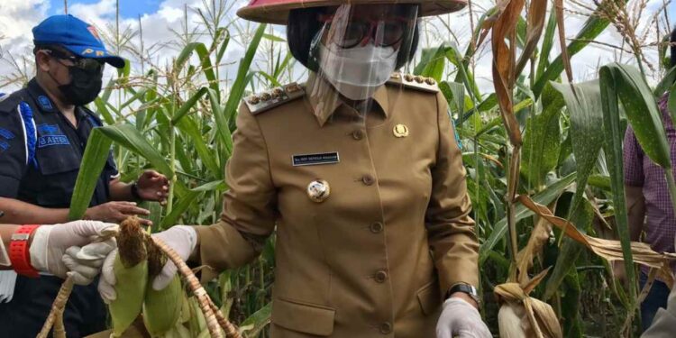 Bupati Yasti Dampingi Gubernur Sulut Serahkan Bantuan, Panen Jagung dan Tanam Padi