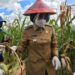Bupati Yasti Dampingi Gubernur Sulut Serahkan Bantuan, Panen Jagung dan Tanam Padi