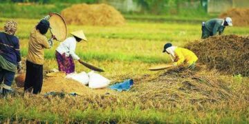 Masa Pandemi Covid-19, Bolsel Terus Pertahankan Produksi Pertanian