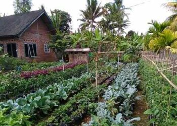 DPKP Ajak Masyarakat Bolsel Manfaatkan Lahan Pertanian dengan Rajin Menanam