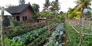 DPKP Ajak Masyarakat Bolsel Manfaatkan Lahan Pertanian dengan Rajin Menanam