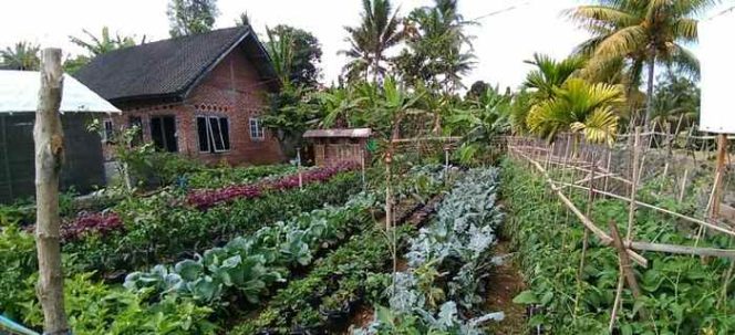 
 DPKP Ajak Masyarakat Bolsel Manfaatkan Lahan Pertanian dengan Rajin Menanam