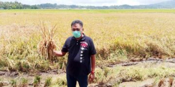 Cagub Olly Diundang Panen Padi di Kakas