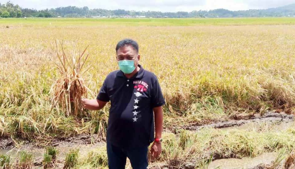 Cagub Olly Diundang Panen Padi di Kakas