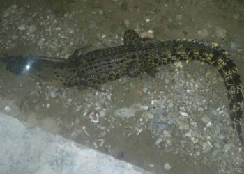 Seeokor Buaya Gemparkan Desa Tolotoyon, Berhasil Ditangkap Warga