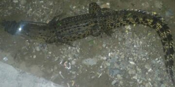 Seeokor Buaya Gemparkan Desa Tolotoyon, Berhasil Ditangkap Warga