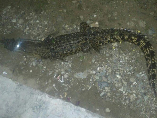 
Seeokor Buaya Gemparkan Desa Tolotoyon, Berhasil Ditangkap Warga