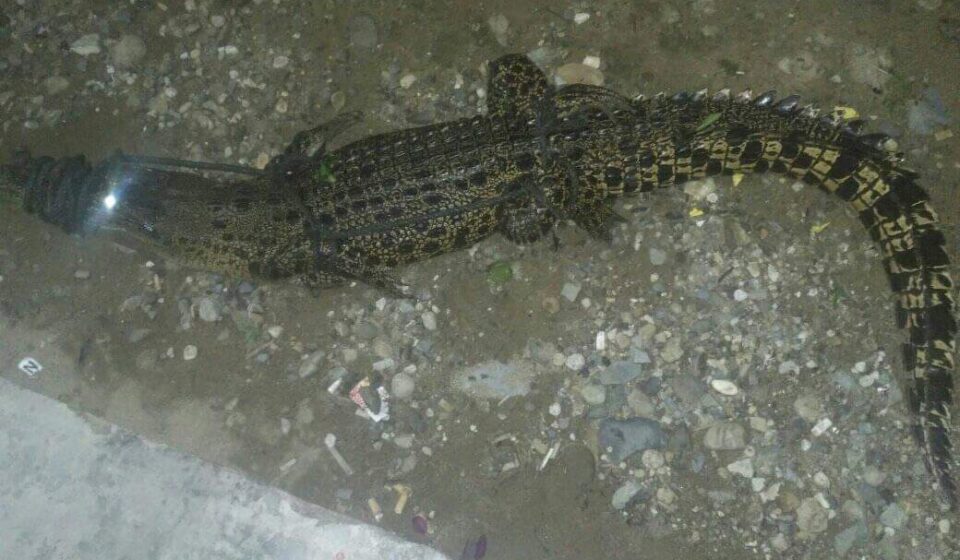 Seeokor Buaya Gemparkan Desa Tolotoyon, Berhasil Ditangkap Warga