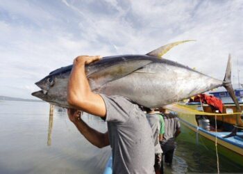 Ikan Tuna Tangkapan Nelayan Bolsel Tembus Jepang