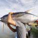 Ikan Tuna Tangkapan Nelayan Bolsel Tembus Jepang