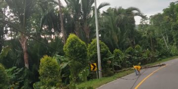 Akibat Angin Kencang, Pohon Tumbang Serta Listrik di Linawan dan Modisi Padam
