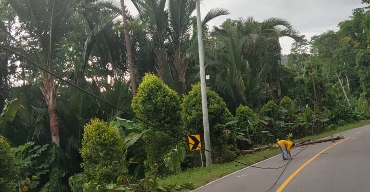 Akibat Angin Kencang, Pohon Tumbang Serta Listrik di Linawan dan Modisi Padam